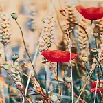 Appartement Sea Breeze Cozy Pärnu